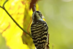 コゲラ2024年10月5日