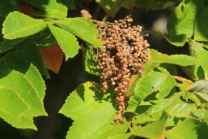 ヌルデ果実2024年10月5日