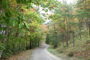 2024年10月22日紅葉の状況 (森の家前の園路)