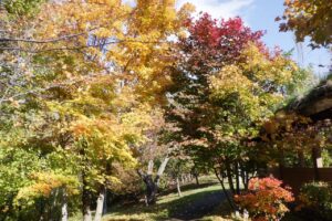 2024年10月24日紅葉の状況 (ピクニックテラス)