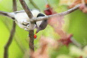 シジュウカラ2024年10月5日