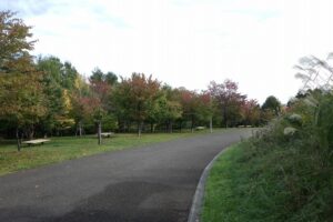 2024年10月9日紅葉情報 (1)