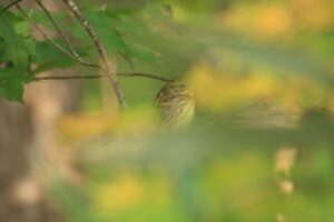 アオジ2024年10月20日