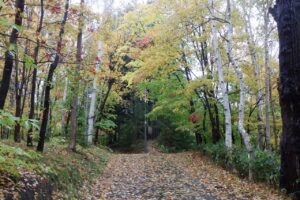 森の家に通じる道