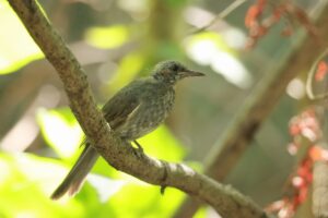 ヒヨドリ幼鳥2024年10月5日