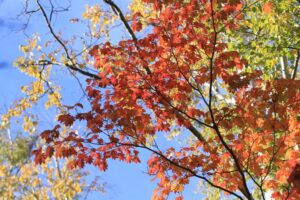 ヤマモミジ2024年10月14日紅葉情報アウトテイク写真