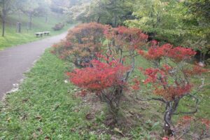 2024年10月10日紅葉情報 (11)