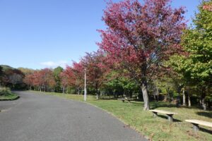 2024年10月17日紅葉の状況 (5)