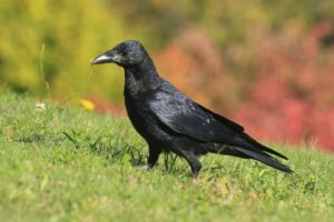 ハシボソガラス2024年10月14日紅葉背景