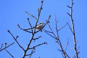 シマエナガ2024年10月27日