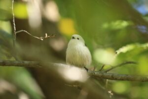 シマエナガ2024年10月14日