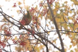 アオバト2024年10月27日1ナナカマド