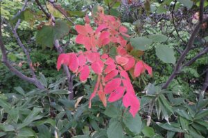 旭山記念公園紅葉情報2024年10月2日8ヌルデ紅葉