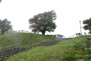 旭山記念公園紅葉情報2024年10月2日2展望台一本桜