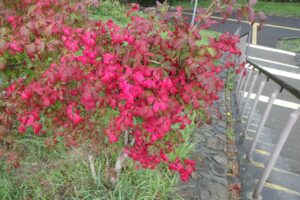 旭山記念公園紅葉情報2024年10月2日7ニシキギ