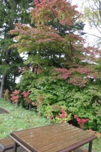 旭山記念公園紅葉情報2024年10月2日6展望台ハウチワカエデ