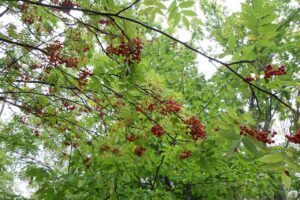 旭山記念公園紅葉情報2024年10月2日11ナナカマド果実