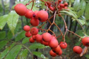 旭山記念公園紅葉情報2024年10月2日12ナナカマド果実アップ