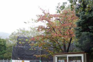 旭山記念公園紅葉情報2024年10月2日3森の家前エゾヤマザクラ