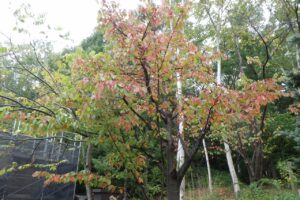 旭山記念公園紅葉情報2024年10月2日4森の家エゾヤマザクラ