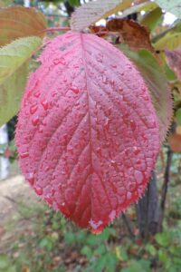 旭山記念公園紅葉情報2024年10月2日5エゾヤマザクラ紅葉アップ