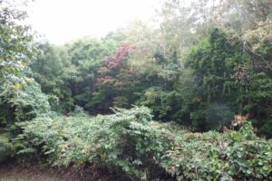 旭山記念公園紅葉情報2024年10月2日9旭山でいちばんきれいに色づくヤマモミジ