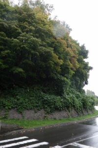 旭山記念公園紅葉情報2024年10月2日9第1駐車場入口のヤマモミジ