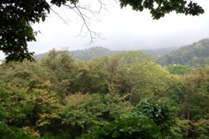 旭山記念公園紅葉情報2024年10月2日10山紅葉坂から藻岩山を望む