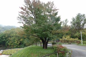 旭山記念公園紅葉情報2024年10月4日12展望台一本桜