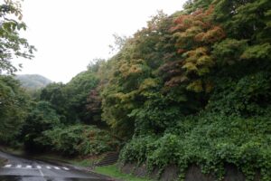 旭山記念公園紅葉情報2024年10月4日1第１駐車場入口のヤマモミジ駐車場内側から