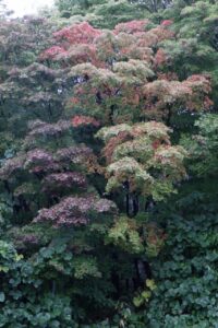 旭山記念公園紅葉情報2024年10月4日2第1駐車場入口のヤマモミジ1本の木のアップ