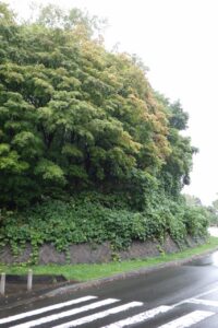 旭山記念公園紅葉情報2024年10月4日3第1駐車場入口のヤマモミジ道路側から