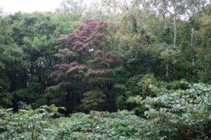 旭山記念公園紅葉情報2024年10月4日4旭山記念公園でいちばんきれいに色づくヤマモミジ