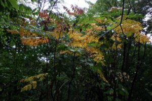 旭山記念公園紅葉情報2024年10月4日8タラノキ