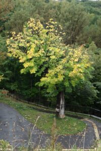 旭山記念公園紅葉情報2024年10月4日11大ハリギリの木