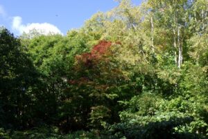 旭山記念公園紅葉情報2024年10月5日4旭山でいちばんきれいに色づくヤマモミジ