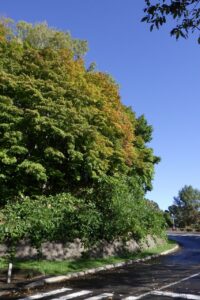 旭山記念公園紅葉情報2024年10月5日3第1駐車場入口のヤマモミジ
