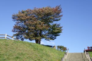 旭山記念公園紅葉情報2024年10月5日1展望台一本桜1展望台階段