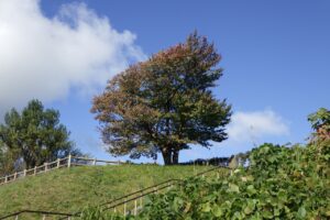 旭山記念公園紅葉情報2024年10月5日13展望台一本桜
