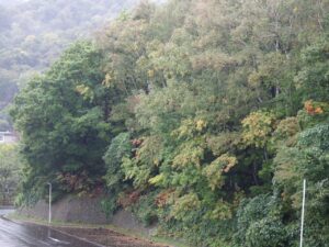 旭山記念公園紅葉情報2024年10月7日12dai1駐車場西側斜面