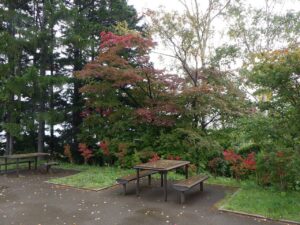 旭山記念公園紅葉情報2024年10月7日5展望台ハウチワカエデ