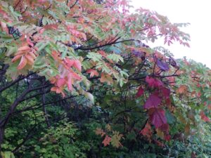 旭山記念公園紅葉情報2024年10月7日15ヌルデとヤマブドウの紅葉