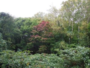 旭山記念公園紅葉情報2024年10月7日10旭山記念公園でいちばんきれいに色づくヤマモミジ