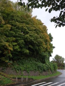 旭山記念公園紅葉情報2024年10月7日9第1駐車場入口のヤマモミジ下から