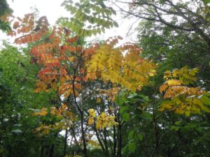 旭山記念公園紅葉情報2024年10月7日15タラノキ