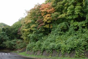 旭山記念公園紅葉情報2024年10月8日9第１駐車場入口のヤマモミジ