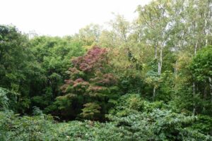 旭山記念公園紅葉情報2024年10月8日10旭山記念公園でいちばんきれいに色づくヤマモミジ