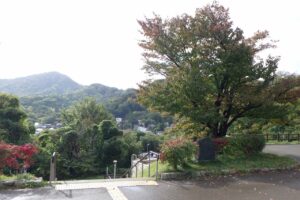 旭山記念公園紅葉情報2024年10月8日4展望台一本桜と藻岩山