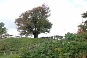 旭山記念公園紅葉情報2024年10月8位置6展望台一本桜