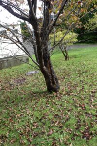 旭山記念公園紅葉情報2024年10月8日7新桜並木の桜の木